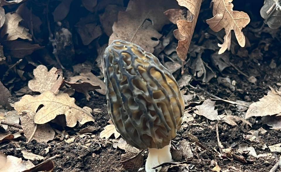 Konya’da kendiliğinden yetişiyor, toplayana kazandırıyor 7